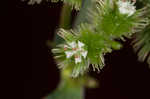 Largefruit blacksnakeroot